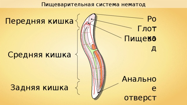 Пищеварительная система нематод Рот Передняя кишка Глотка Пищевод Средняя кишка Анальное отверстие Задняя кишка 