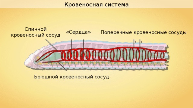 Кровеносная система кольчатых червей