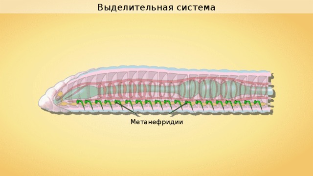 Метанефридии это