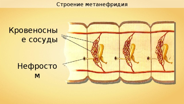 Метанефридии. Строение метанефридия. Строение метанефридиев. Схема строение метанефридия. Метанефридии схема строения.