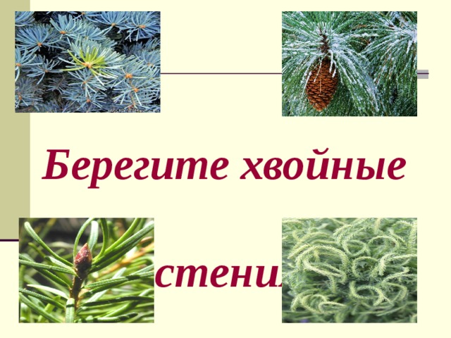 Берегите сосну. Берегите хвойные растения. Хвойные растения 2 класс окружающий мир. Хвойные растения надпись. Надпись береги хвойные деревья.