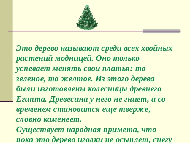 Назовите среди. Хвойные кустарники окружающий мир 2 класс. Народные приметы о хвойных растениях.