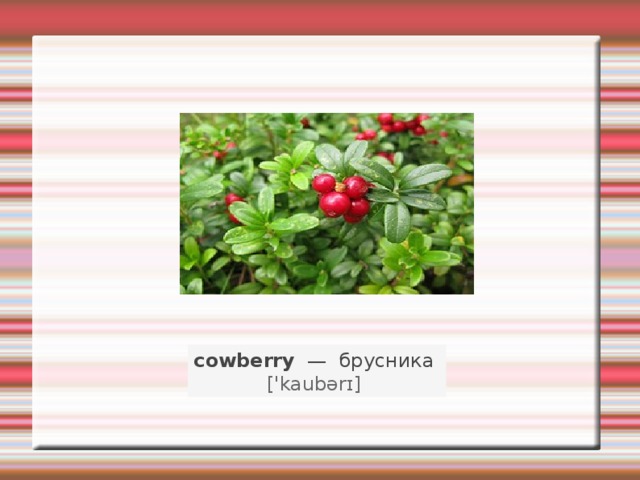 cowberry   —   брусника    ['kaubərɪ]   