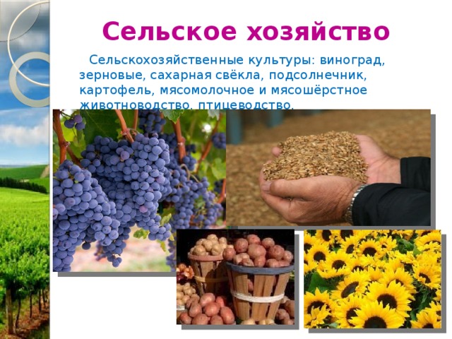 Подсолнечник и картофеля