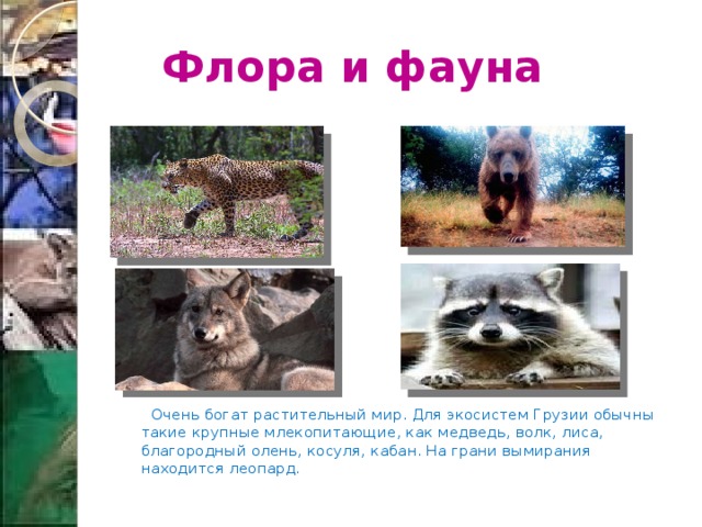  Флора и фауна  Очень богат растительный мир. Для экосистем Грузии обычны такие крупные млекопитающие, как медведь, волк, лиса, благородный олень, косуля, кабан. На грани вымирания находится леопард. 