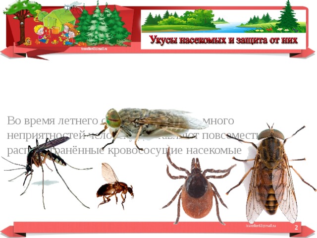 Во время летнего отдыха на природе много неприятностей человеку доставляют повсеместно распространённые кровососущие насекомые  