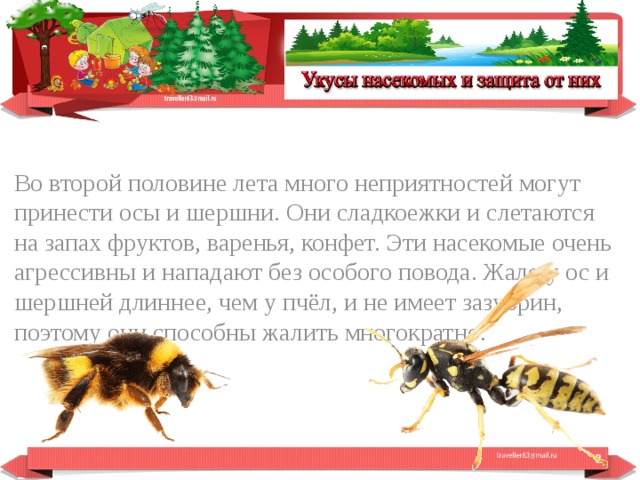 Во второй половине лета много неприятностей могут принести осы и шершни. Они сладкоежки и слетаются на запах фруктов, варенья, конфет. Эти насекомые очень агрессивны и нападают без особого повода. Жало у ос и шершней длиннее, чем у пчёл, и не имеет зазубрин, поэтому они способны жалить многократно.  