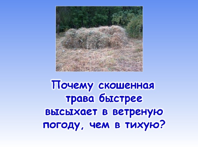 Скошенная трава кроссворд. Почему скошенная трава высыхает быстрее?. Почему скошенная трава быстрее высыхает в ветреную погоду чем в тихую. Зачем косят траву. Трава в ветреную погоду.