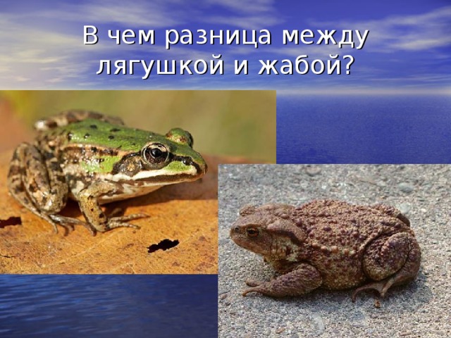 В чем разница между лягушкой и жабой? 