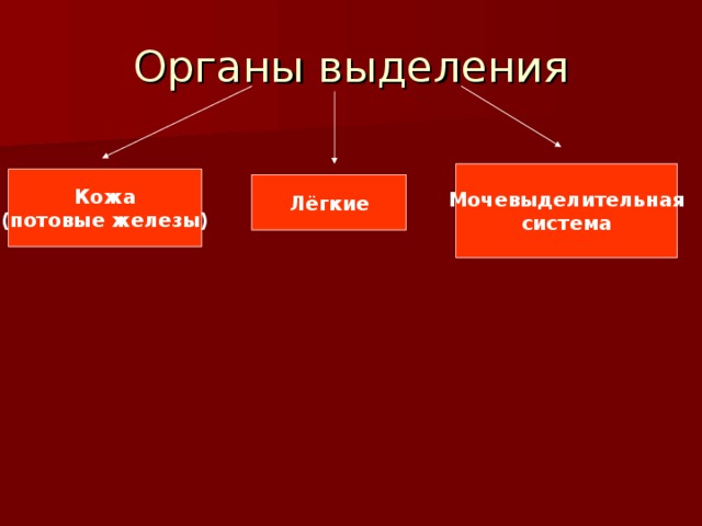 Презентация по биологии органы выделения 7 класс