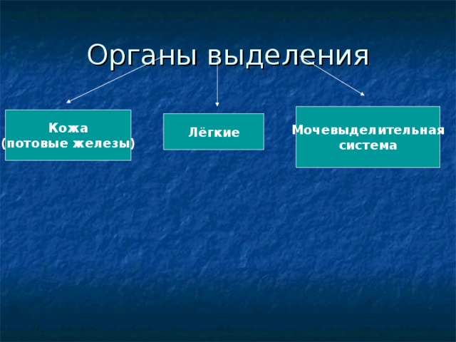 Презентация по биологии органы выделения 7 класс