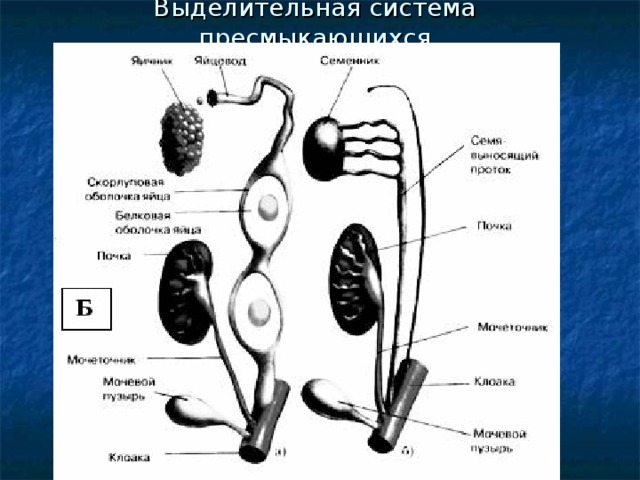 Выделительная система ящерицы рисунок