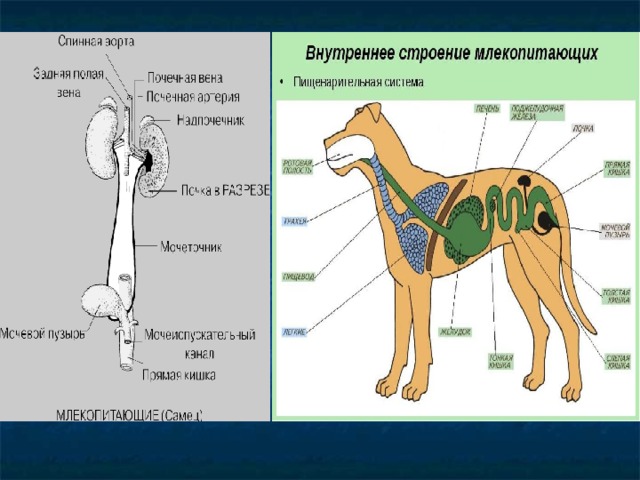 Внутреннее строение млекопитающих рисунок. Схема строения выделительной системы млекопитающих. Выделительная система собаки схема. Внутреннее строение млекопитающих система органов. Внутреннее строение млекопитающих 7 класс система органов.