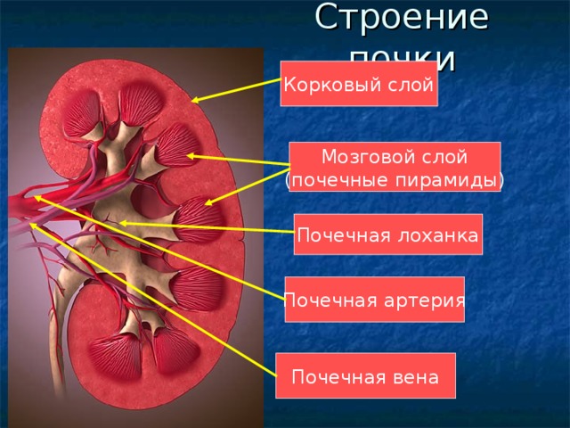 Мозговой слой