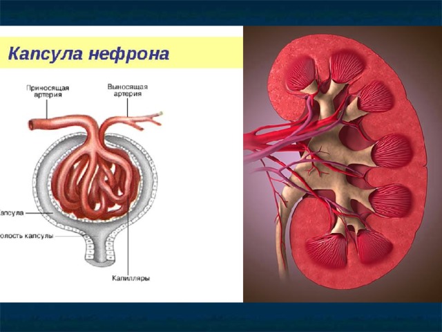 Капсула нефрона. Капсула нефрона (капсула Боумена- Шумлянского). Строение нефрона. Нефрон почки.