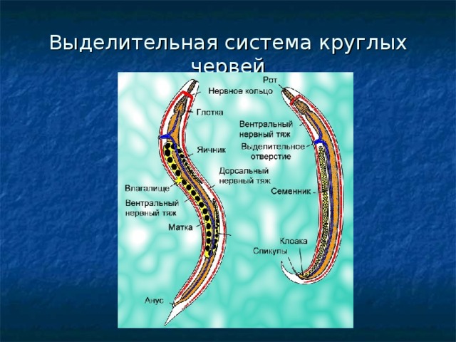 Какая из перечисленных систем органов отсутствует у представленного на рисунке животного червь