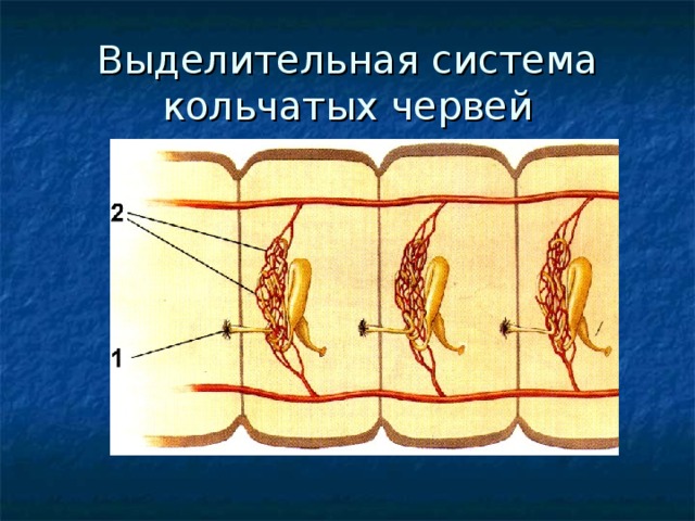 Выделение кольчатых червей