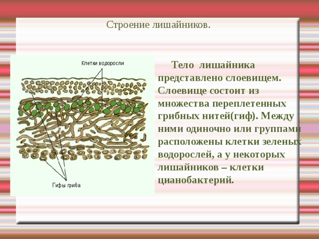 Строение лишайников.  Тело лишайника представлено слоевищем. Слоевище состоит из множества переплетенных грибных нитей(гиф). Между ними одиночно или группами расположены клетки зеленых водорослей, а у некоторых лишайников – клетки цианобактерий. 