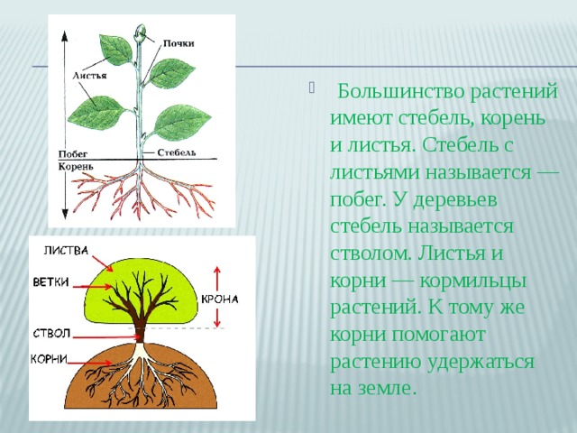  Большинство растений имеют стебель, корень и листья. Стебель с листьями называется — побег. У деревьев стебель называется стволом. Листья и корни — кормильцы растений. К тому же корни помогают растению удержаться на земле. 
