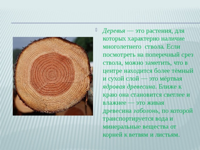 1 древесина это. Заболонные породы древесины. Ядро заболонь спелая древесина. Заболонная часть древесины это. Заболонь древесины это.