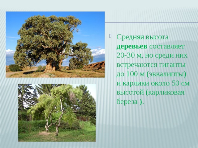Средняя высота деревьев составляет 20-30 м, но среди них встречаются гиганты до 100 м (эвкалипты) и карлики около 50 см высотой (карликовая береза ).   