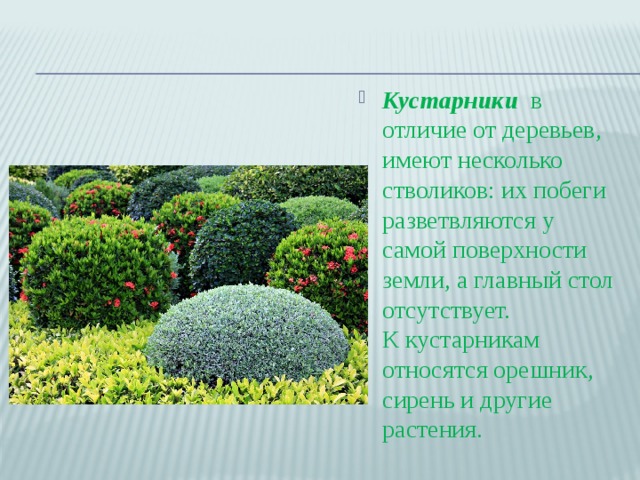 Кустарники в отличие от деревьев, имеют несколько стволиков: их побеги разветвляются у самой поверхности земли, а главный стол отсутствует. К кустарникам относятся орешник, сирень и другие растения. 