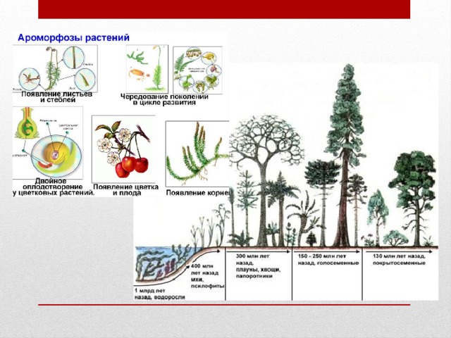 Установи соответствие между ароморфозом и эрой. Ароморфозы у растений таблица 11 класс. Главные ароморфозы в эволюции растений. Эры и ароморфозы таблица. Ароморфозы растений схема.