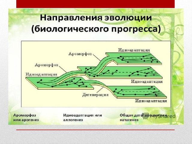 Схема биологического прогресса