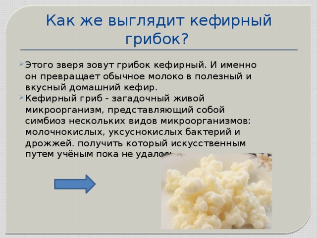 Гриб полезные свойства и противопоказания. Живые кефирные грибы. Живые кефирные грибки. Кефир на кефирных Грибках. Молочный гриб микроорганизмы.