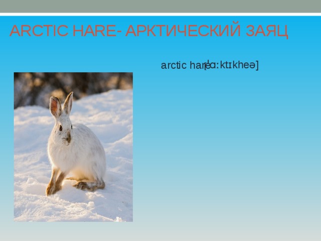 ARCTIC HARE- АРКТИЧЕСКИЙ ЗАЯЦ [ ˈɑːktɪkheə]  arctic hare 