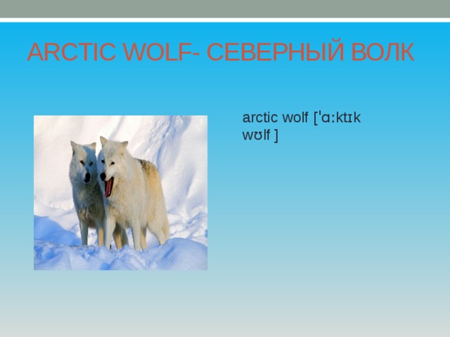 ARCTIC WOLF- СЕВЕРНЫЙ ВОЛК arctic wolf [ˈɑːktɪk wʊlf ] 