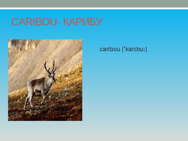 CARIBOU- КАРИБУ caribou |ˈkarɪbuː| 