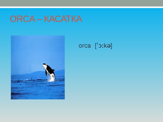 ORCA – КАСАТКА orca [ˈɔːkə] 