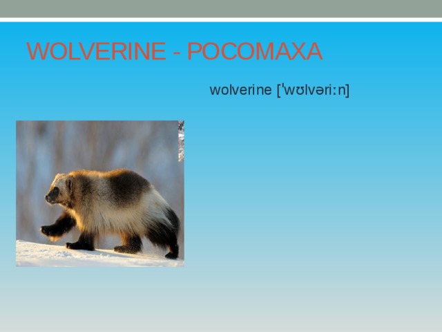 WOLVERINE - РОСОМАХА wolverine [ˈwʊlvəriːn] 
