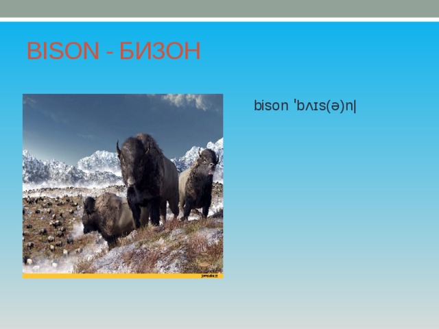 BISON - БИЗОН bison ˈbʌɪs(ə)n| 