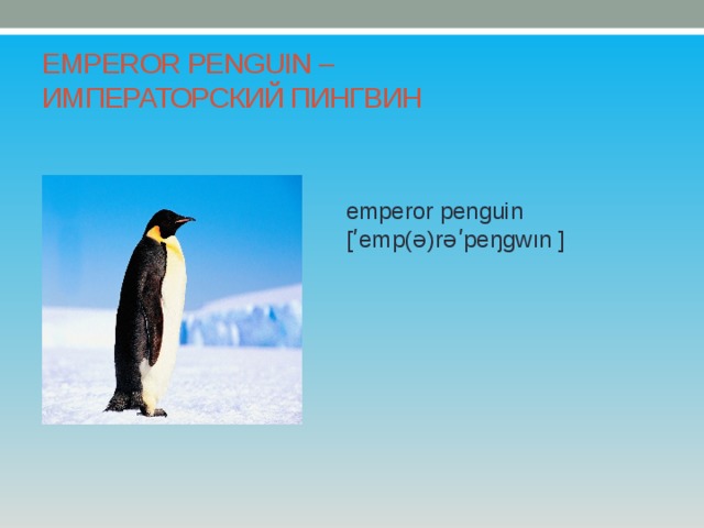 EMPEROR PENGUIN –  ИМПЕРАТОРСКИЙ ПИНГВИН emperor penguin [ʹemp(ə)rəʹpeŋgwın ] 