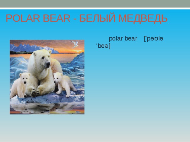 POLAR BEAR - БЕЛЫЙ МЕДВЕДЬ  polar bear  ['pəʊlə ‘beə] 