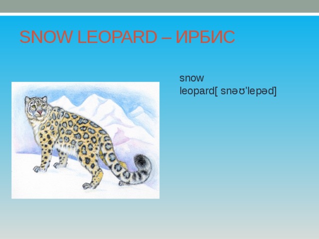 SNOW LEOPARD – ИРБИС snow leopard[ snəʊ'lepəd] 