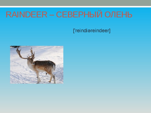 RAINDEER – СЕВЕРНЫЙ ОЛЕНЬ ['reindiəreindeer] 