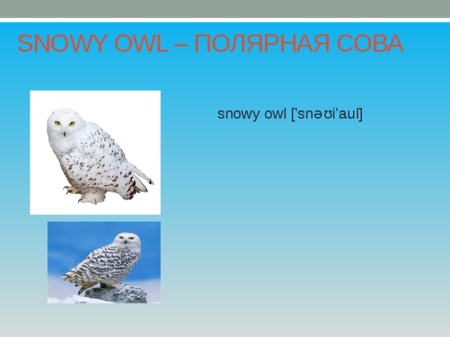SNOWY OWL – ПОЛЯРНАЯ СОВА snowy owl ['snəʊi'aul] 