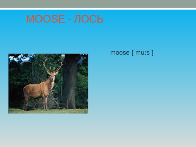 MOOSE - ЛОСЬ moose [ muːs ] 
