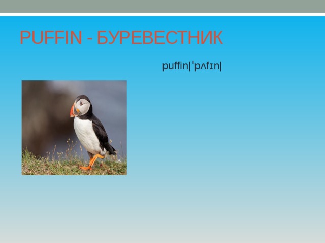 PUFFIN - БУРЕВЕСТНИК puffin|ˈpʌfɪn| 