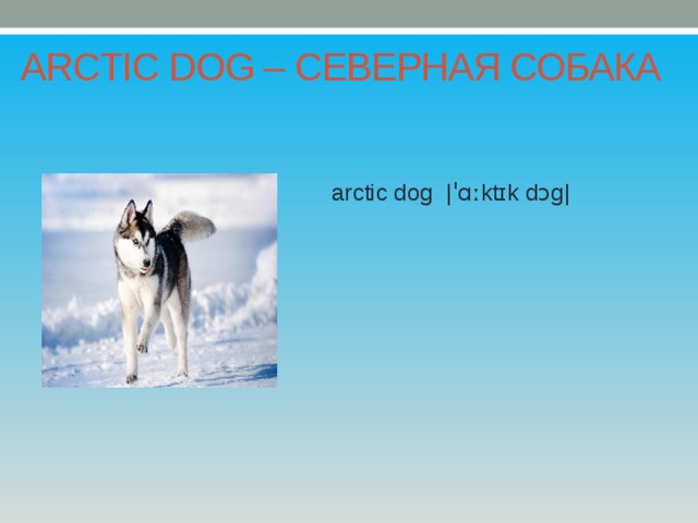 ARCTIC DOG – СЕВЕРНАЯ СОБАКА arctic dog |ˈɑːktɪk dɔg| 