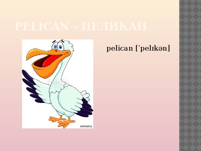  PELICAN - ПЕЛИКАН pelican [ˈpelɪkən] 