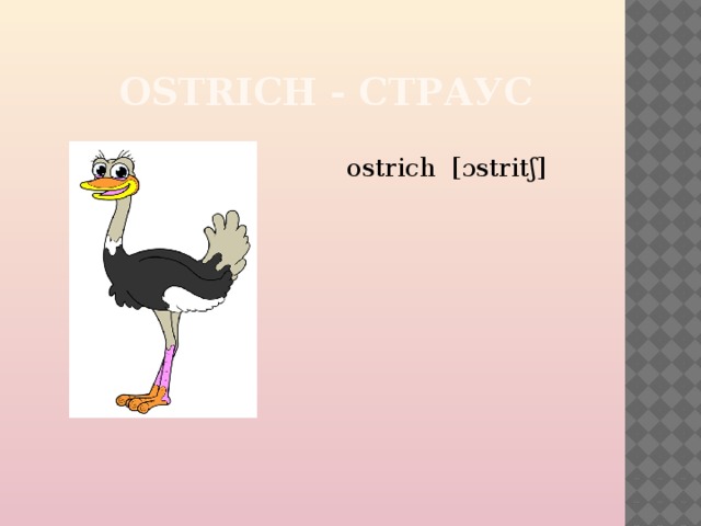 OSTRICH - СТРАУС ostrich [ɔstritʃ] 