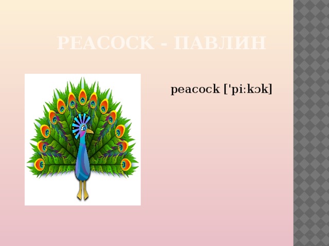  PEACOCK - ПАВЛИН peacock ['piːkɔk] 