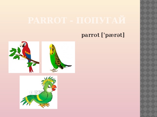 PARROT - ПОПУГАЙ parrot ['pærət] 