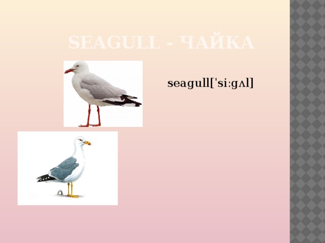 SEAGULL - ЧАЙКА seagull[ˈsiːgʌl] 