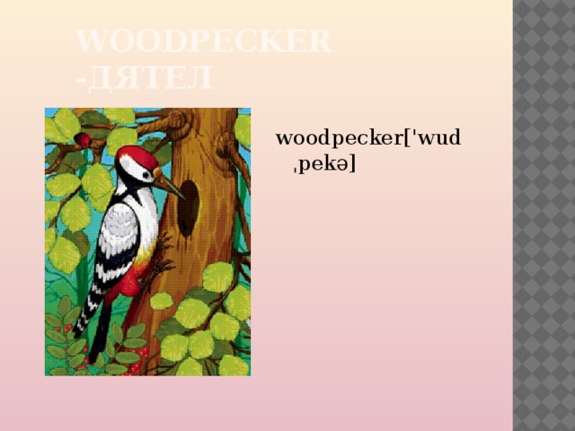 WOODPECKER -ДЯТЕЛ woodpecker['wudˌpekə] 