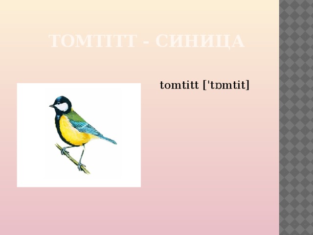 TOMTITT - СИНИЦА tomtitt ['tɒmtit] 